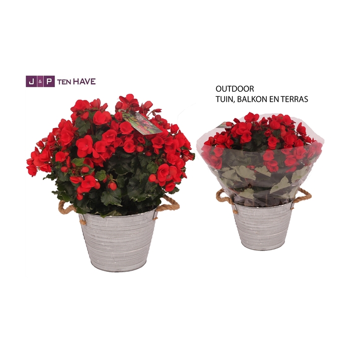 <h4>Begonia ''Betulia Rood'' Outdoor in Zink Sierpot</h4>