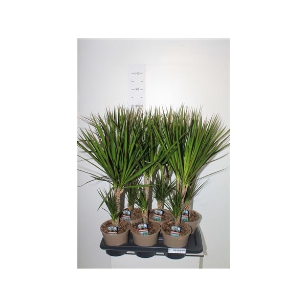 <h4>Dra Marginata 30-10 Cm</h4>