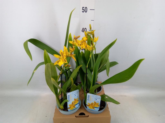 <h4>Orchideeen   ...</h4>