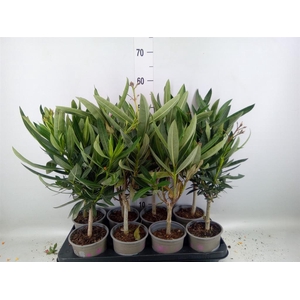 Nerium oleander   ...