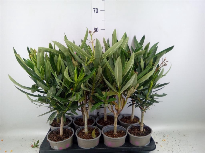 <h4>Nerium oleander ...</h4>