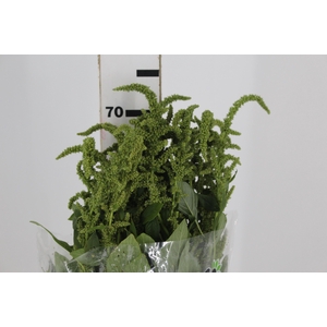 AMARANTHUS VERDE