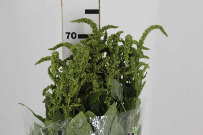 <h4>AMARANTHUS VERDE</h4>