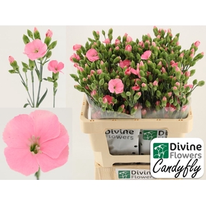 Dianthus TR 'Solandis Candyfly'