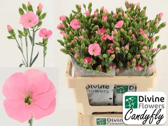<h4>Dianthus TR 'Solandis Candyfly'</h4>