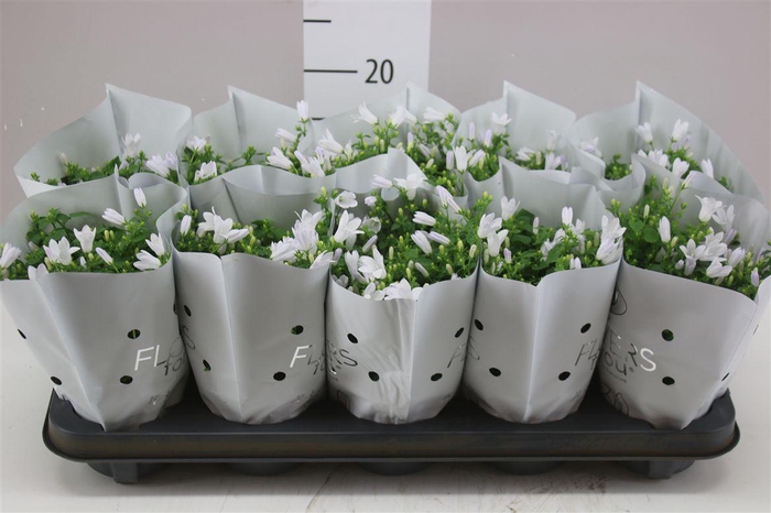 <h4>Campanula Port Ocean White In Hoes</h4>
