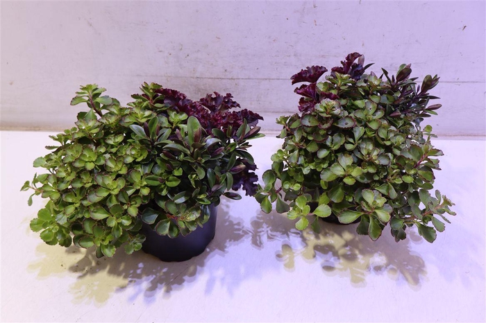 <h4>Vaste Pl Gem In Pot</h4>