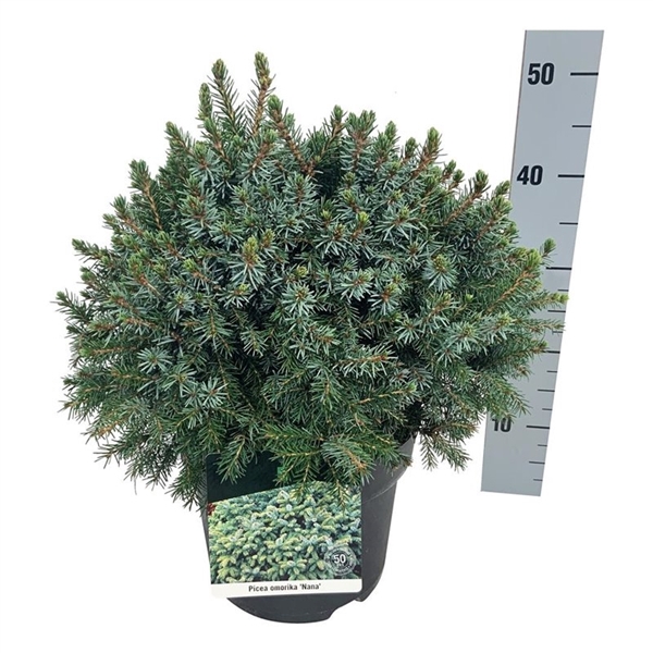 <h4>Picea omorika 'Nana'</h4>