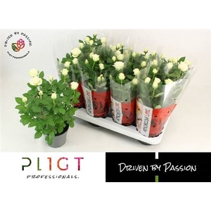 Rosa Amorosa Infinity White