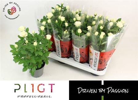 <h4>Rosa Amorosa Infinity White</h4>