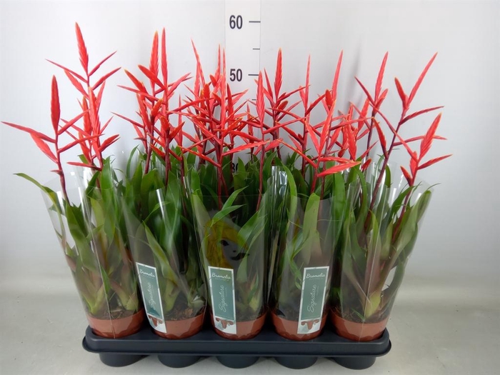 <h4>Vriesea  'Elan'</h4>