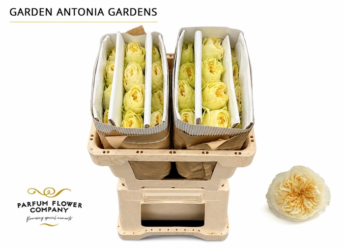 <h4>Rosa Garden Antonia Gardens</h4>