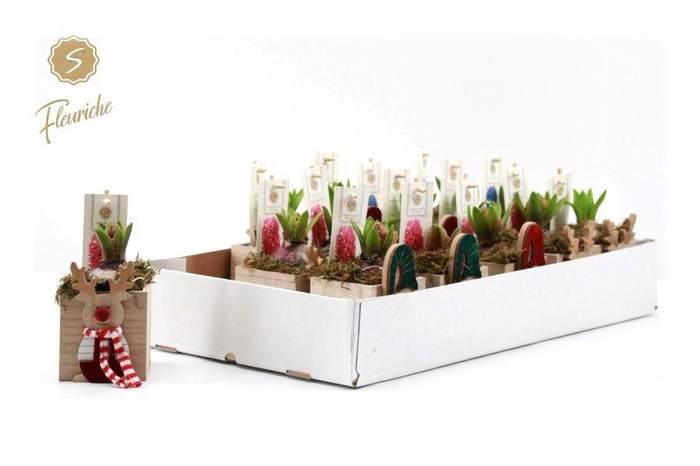 <h4>ARR HYACINTH H%</h4>