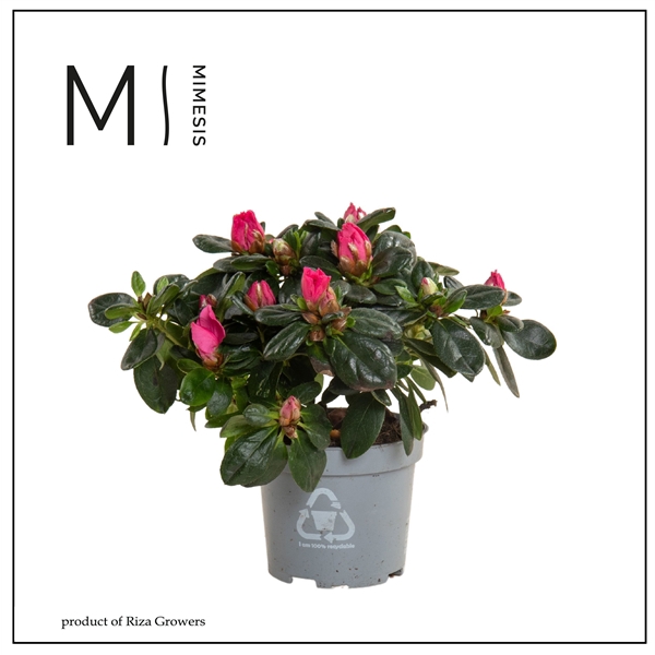 <h4>Rhododendron Simsii Grp 'Hellmut Vogel'</h4>