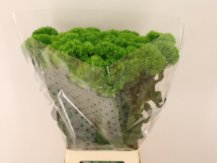 <h4>Di Barb Kiwi Mellow</h4>