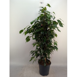 Ficus benja. 'Danielle'