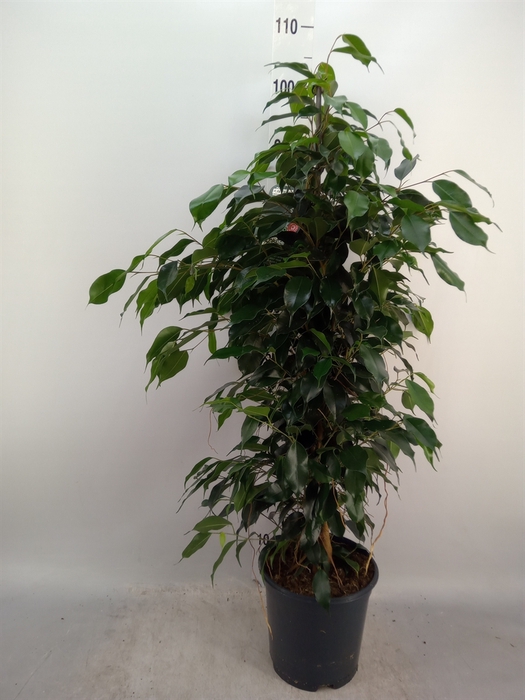 <h4>Ficus benja. 'Danielle'</h4>