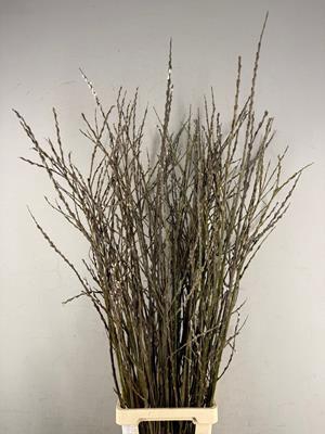 <h4>Salix Wilgenkatjes Vertakt</h4>