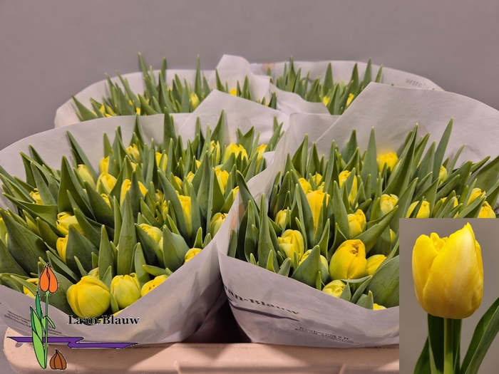 <h4>TU DU MARIE JO</h4>