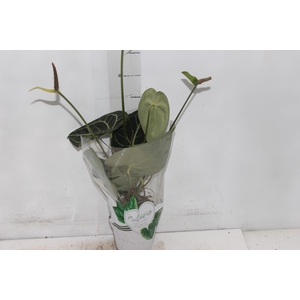 ANTH CLARINERVIUM P12