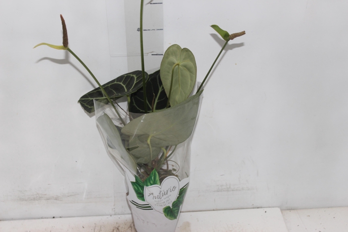 <h4>ANTH CLARINERVIUM P12</h4>