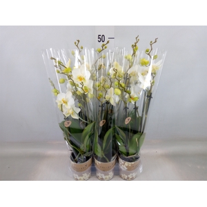 Phalaenopsis multi. 'Ant Lausanne'