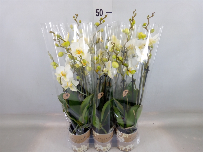 <h4>Phalaenopsis multi. 'Ant Lausanne'</h4>