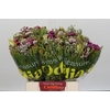BQ Wild Flower