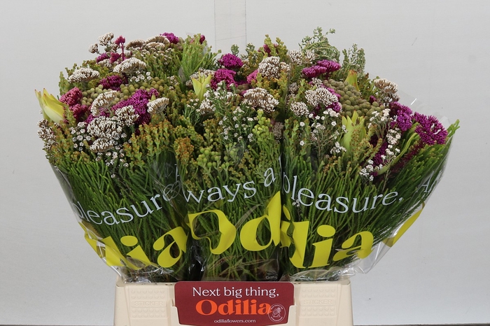 BQ Wild Flower