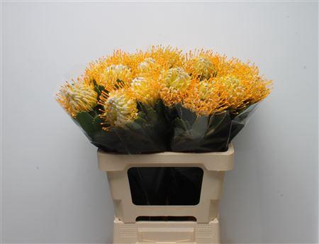 <h4>Leuco Super Gold</h4>