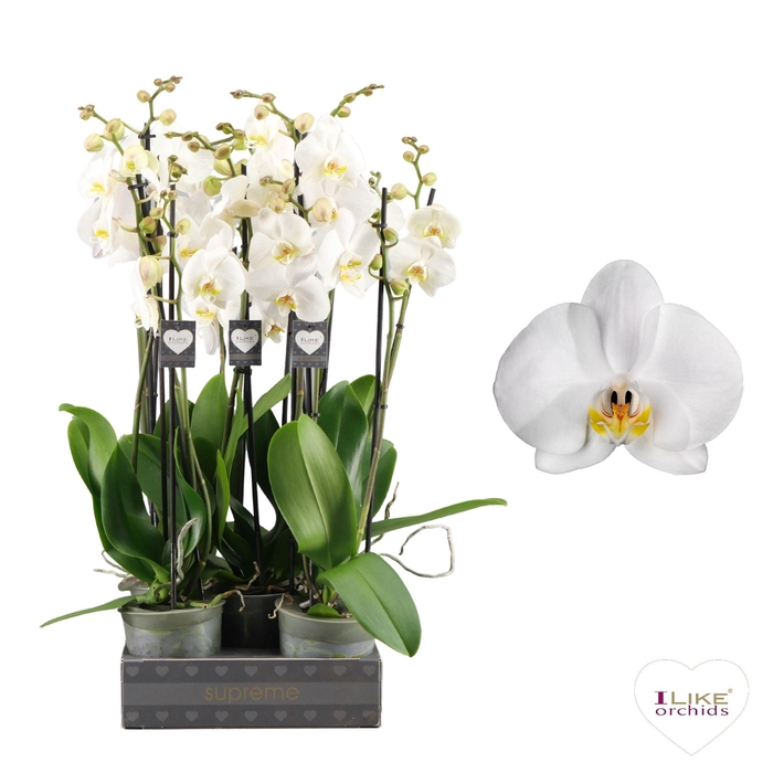 <h4>Phalaenopsis Cambridge - 3 tak 60cm</h4>