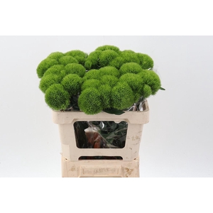 DIANTHUS BARB. 'KIWI MELLOW'