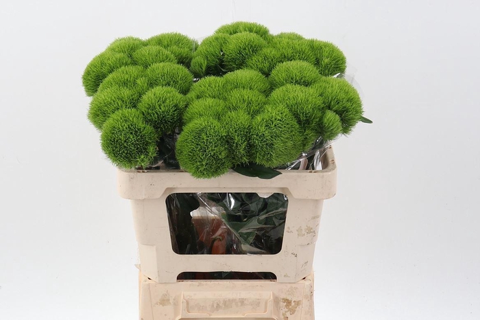 <h4>DIANTHUS BARB. 'KIWI MELLOW'</h4>