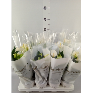 Anthurium andr. 'White Champion'