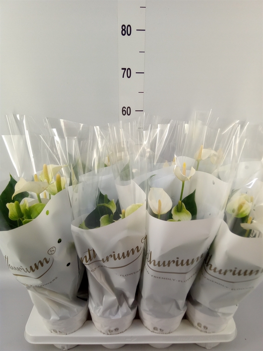 <h4>Anthurium andr. 'White Champion'</h4>