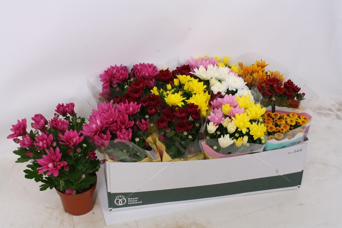 <h4>CHRYS GEM 7 KL</h4>