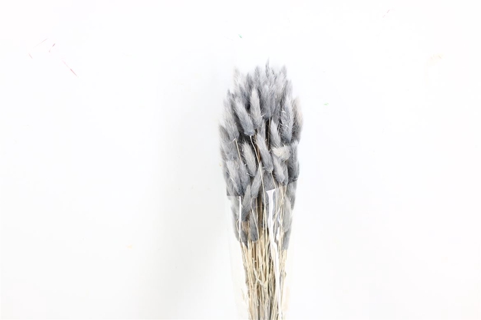 Dried Lagurus Grey Bunch