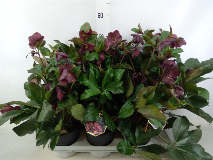 <h4>Helleborus  'Ice N Roses Red'</h4>