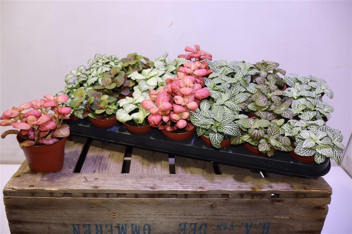 <h4>arr8 Fitt Gem 7 Kl</h4>