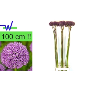 ALLIUM GROOTBLOEMIG ALLIUM GROOTBLO