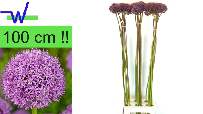 <h4>ALLIUM GROOTBLOEMIG ALLIUM GROOTBLO</h4>