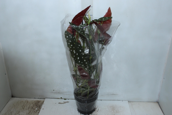 <h4>BEGONIA MACULATA P17 PO</h4>