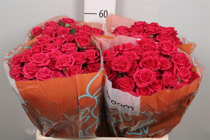 <h4>R Tr Quincy</h4>