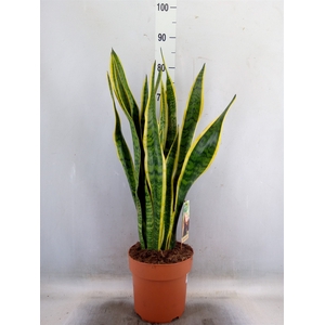 Sansevieria trifa. 'Laurentii'