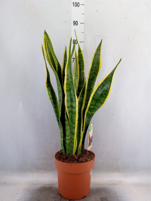 <h4>Sansevieria trifa. 'Laurentii'</h4>