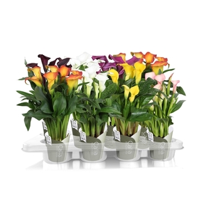 Zantedeschia gemengd SoHappyCalla mix met groene potcover
