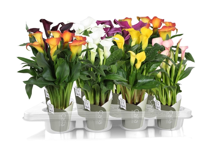 <h4>Zantedeschia gemengd SoHappyCalla mix met groene potcover</h4>