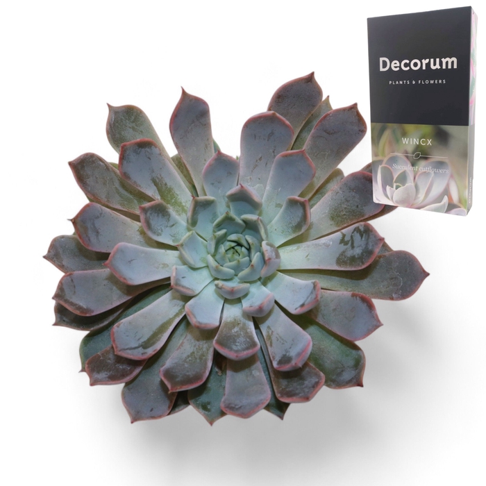 <h4>Echeveria Rosea Cutflower Wincx-8cm</h4>