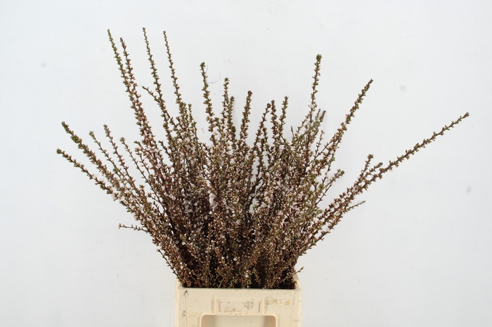 <h4>PRUNUS TRILOBA BOS</h4>