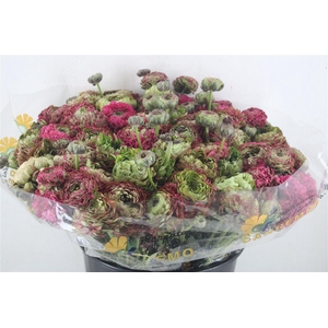 Ran Ponpon Sup Minerva